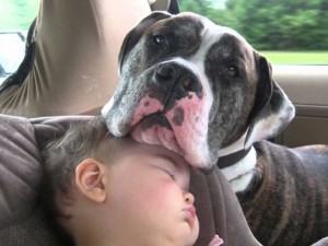 Criança e cachorro no carro